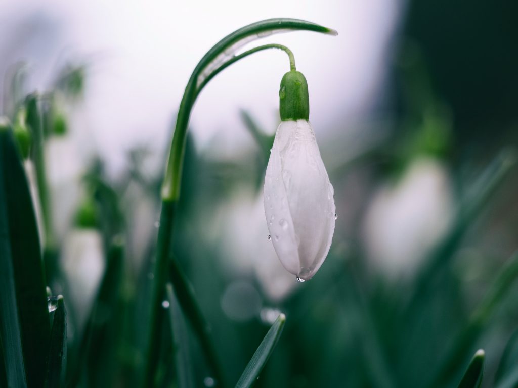 A snowdrop flower