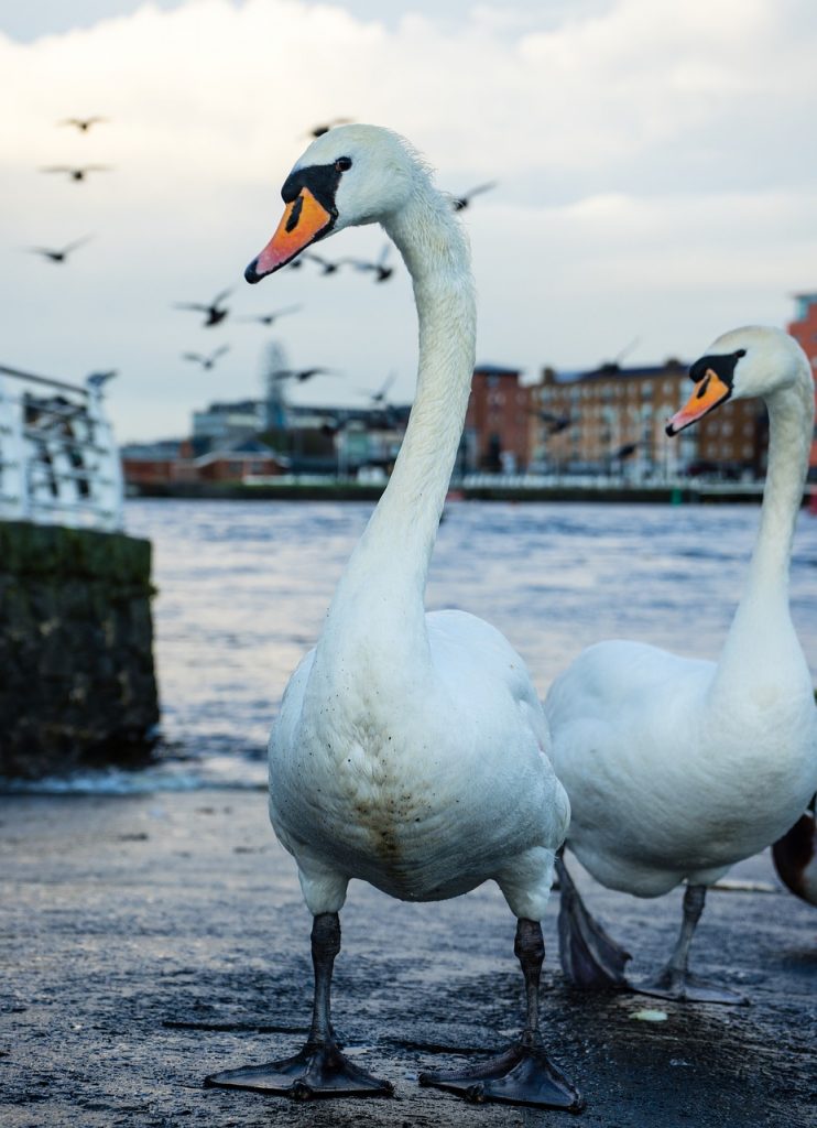 swan-in-Limerick-one-of Ireland's-32-counties-Munster