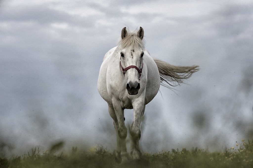white-horse-Tir-na-nog