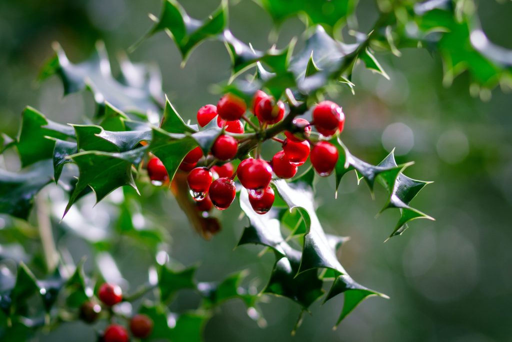 Holly_leaves_and_berries