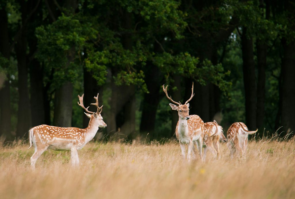 Deer-Pheonix-Park-Dublin