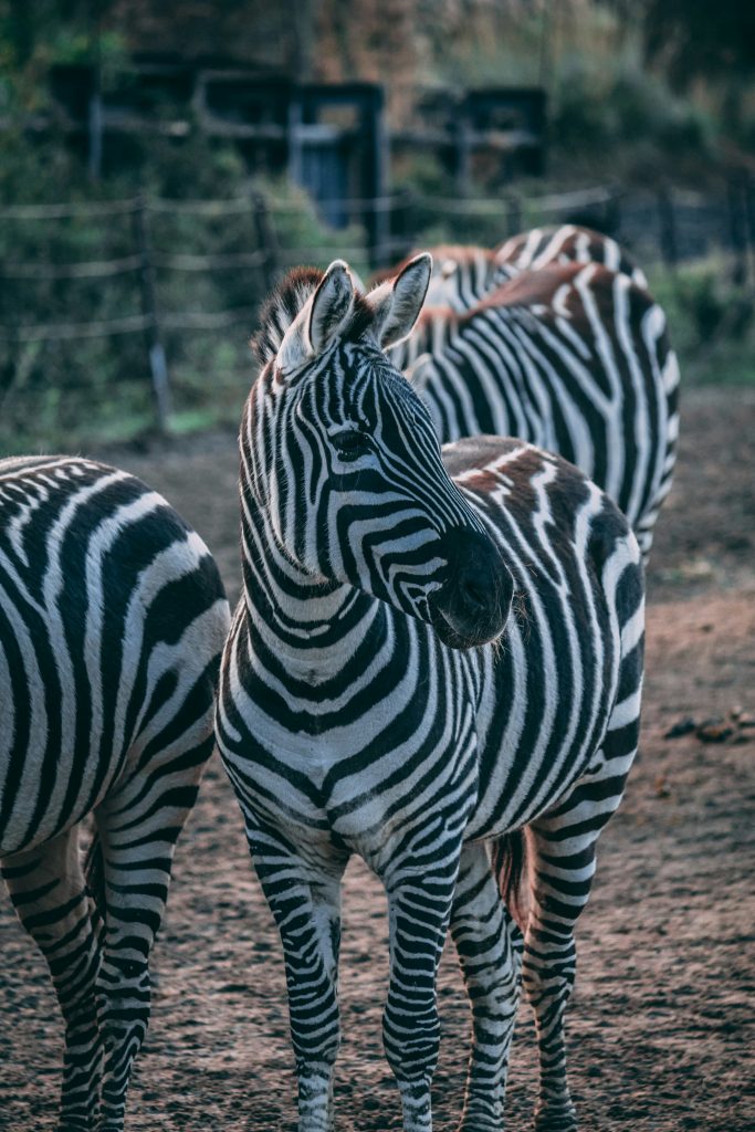 Zebra-dublin-zoo