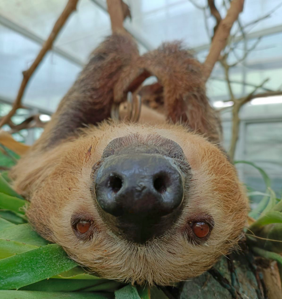 Sloth hanging upside down from a branch at Belfast Zoo