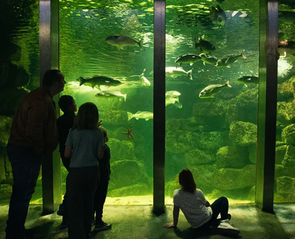 Family looking at a fish aquarium in Galway
