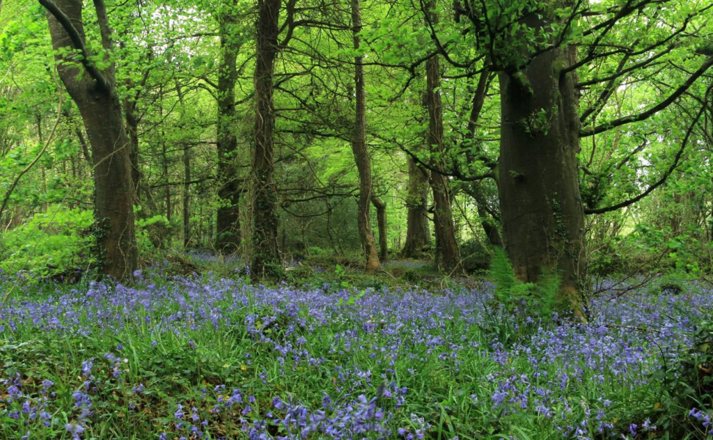 Merlin Park Woods with a bed of bluebells
