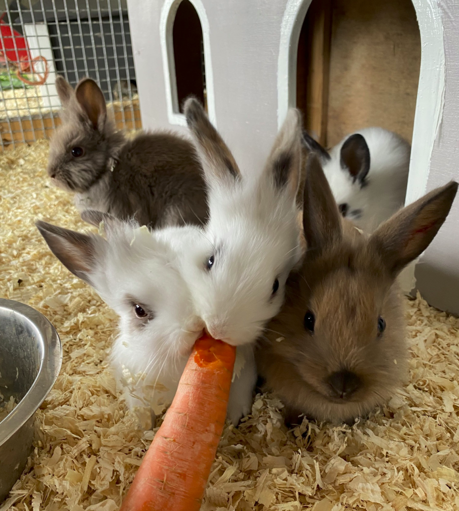 Three baby rabbits eating a carrot at Loughwell Farm Park